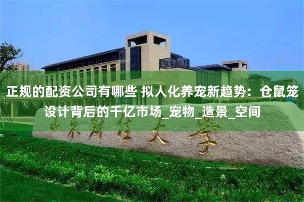 正规的配资公司有哪些 拟人化养宠新趋势：仓鼠笼设计背后的千亿市场_宠物_造景_空间